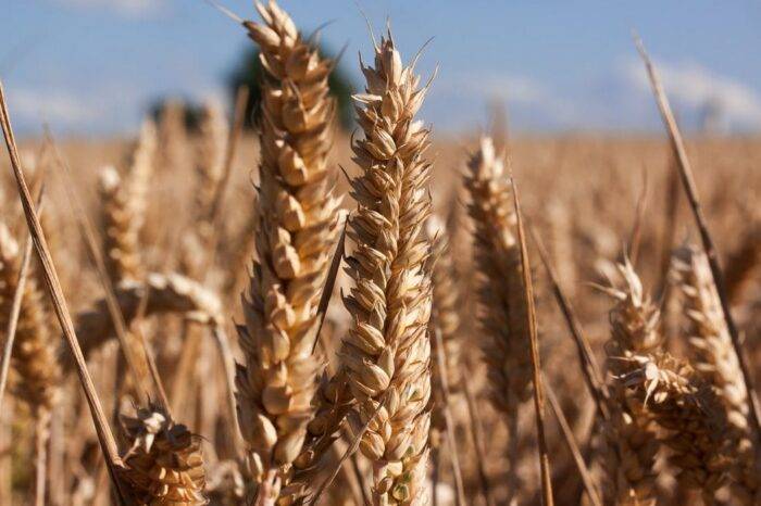 ESTUDIO INMUNOLÓGICO ENFERMEDAD CELIACA